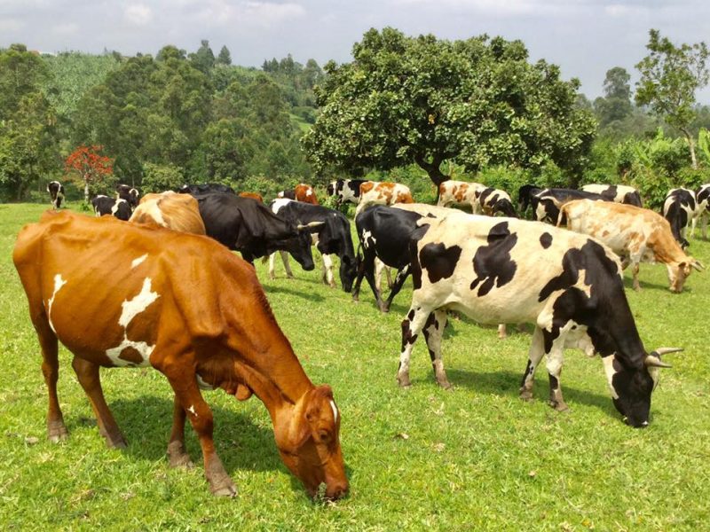 Cows and goats are considered highly honorable traditional wedding gifts in Africa. Image Source: Facebook